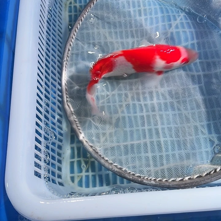 海水鱼锦鲤锦鲤锦鲤锦鲤