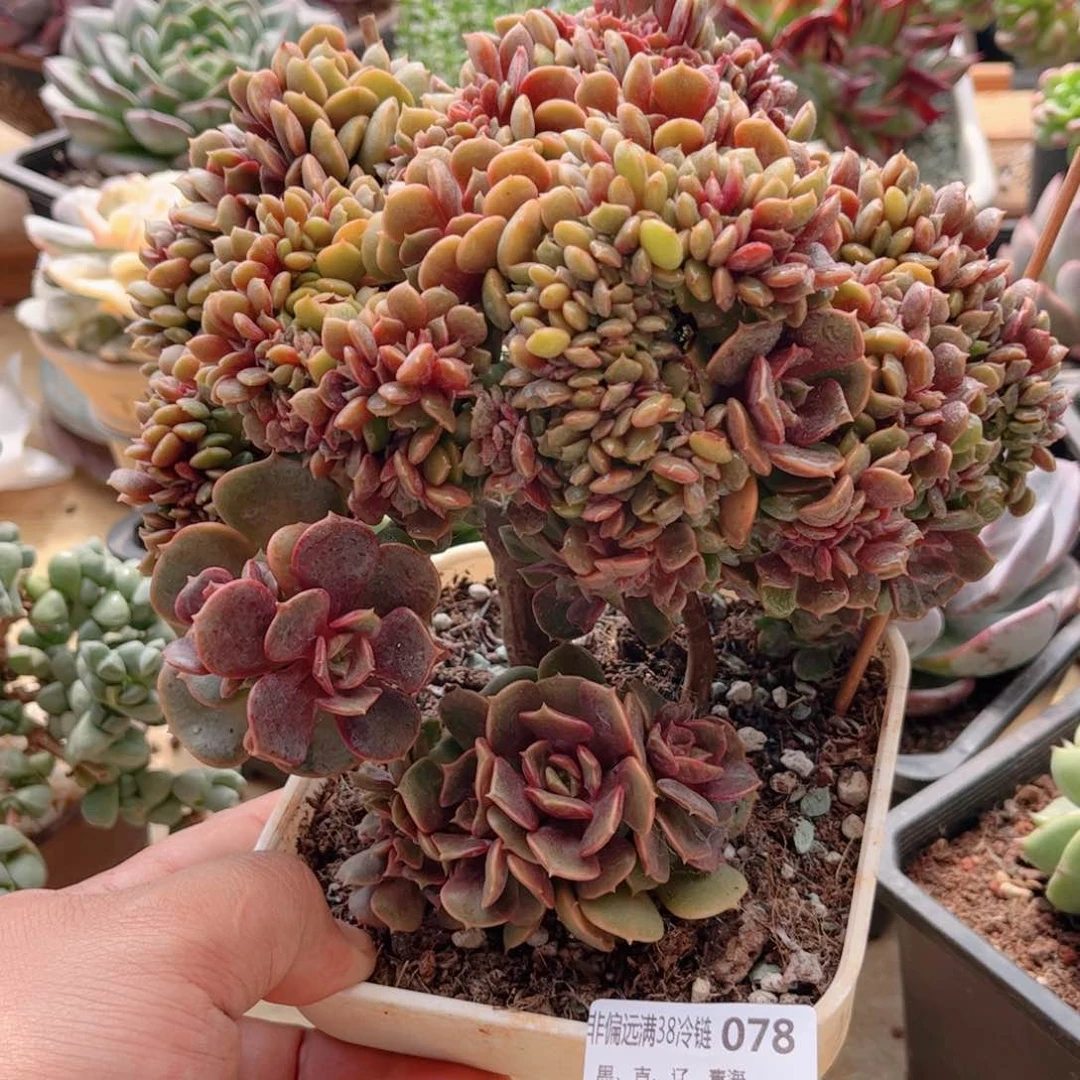 078大红袍缀德华多肉