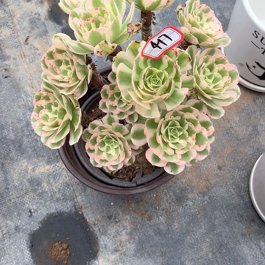 多肉植物417号多肉植物