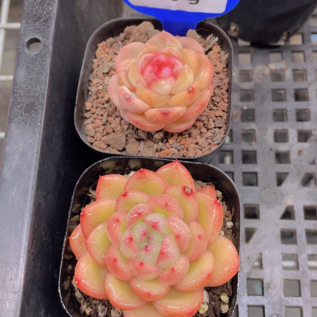 299号 孤品美肉两个