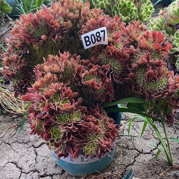 女神法师15/-41包邮