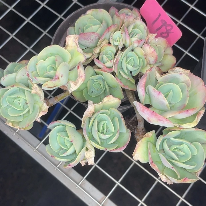 两单包邮，一物一拍，碧桃198