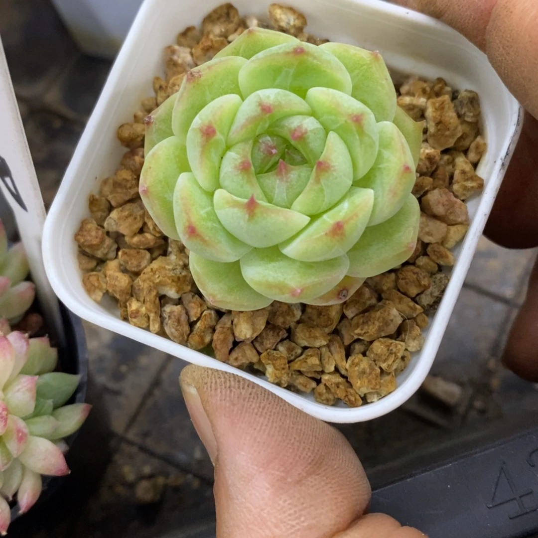精品多肉一物一拍不包整56