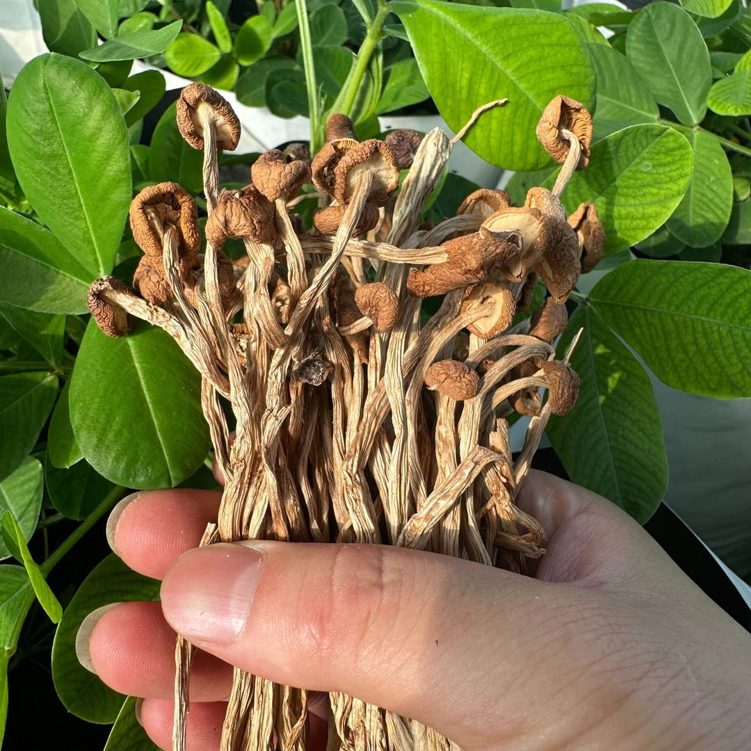 双11大促新疆茶树菇炖汤干锅火锅红烧肉伴侣精品干蘑菇食用菌严选