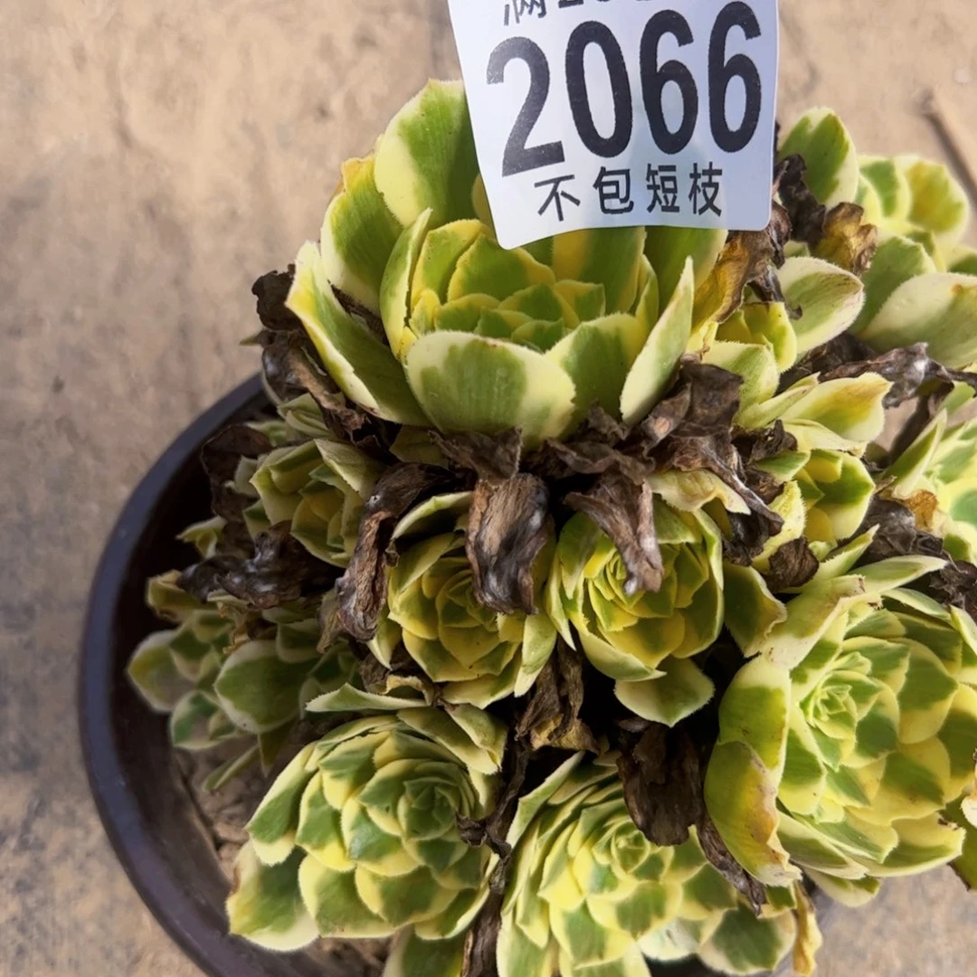 迈巴赫多肉植物2066