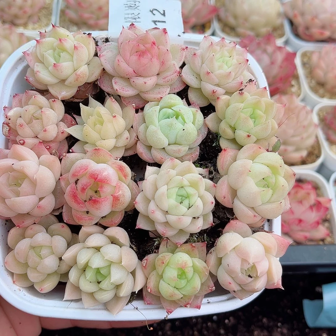 1-412新疆西藏内蒙不发12.8包邮2-3公分多肉