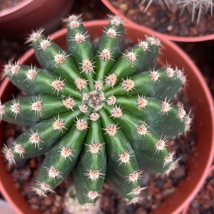 实生彩草37号带盆土