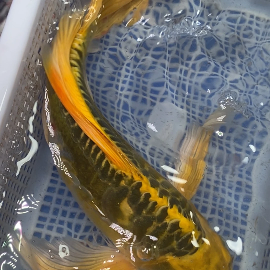 锦鲤冷水锦鲤包邮