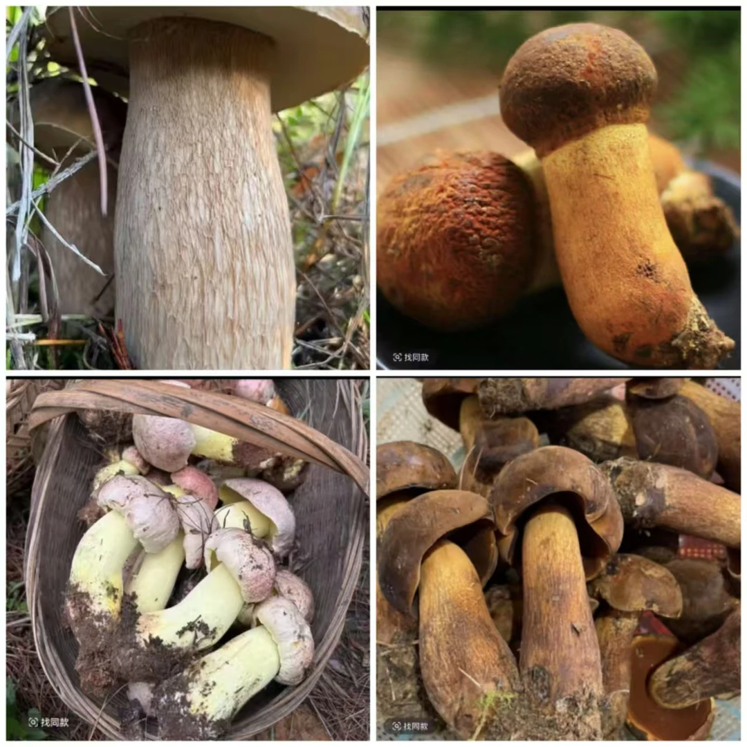云南4种野生菌组合顺丰包邮