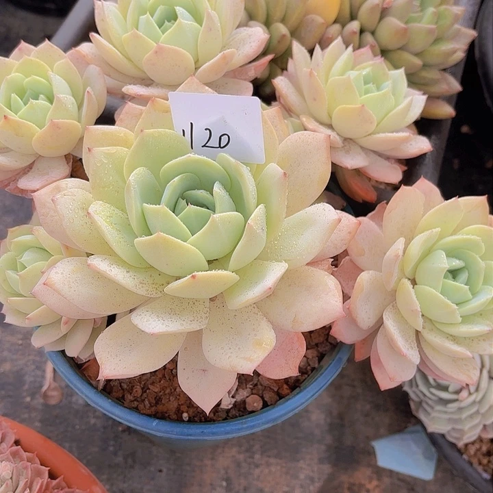 走**着1120恋曲多肉植物