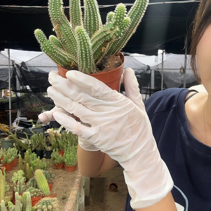 特鲁迪白檀（掉头掉崽不售后）