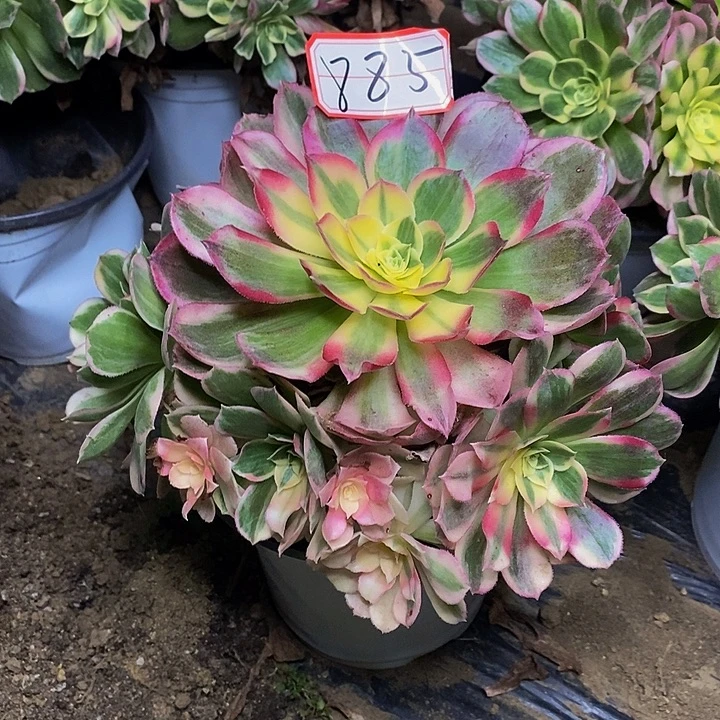 粉体海王老桩捧花885号