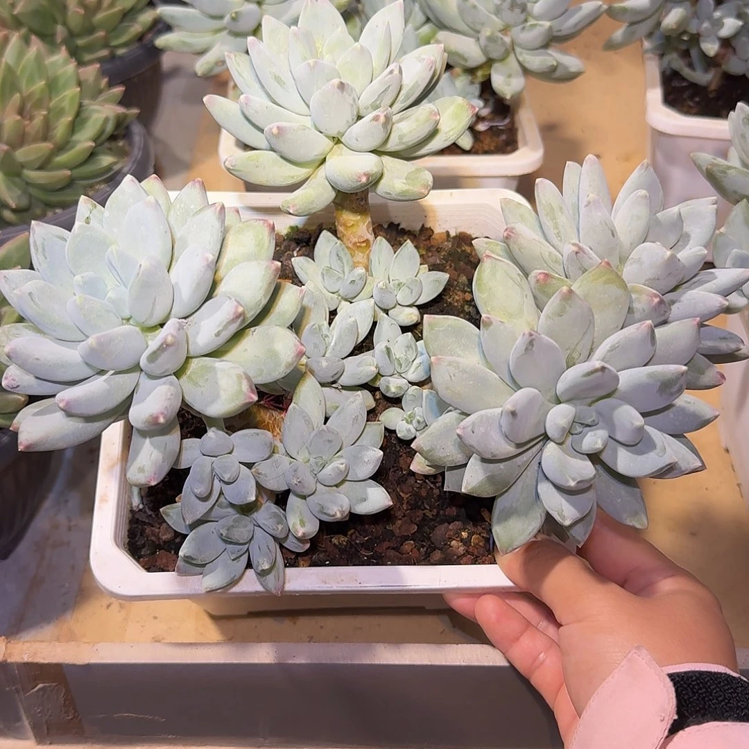 星空美人整无砍老桩
