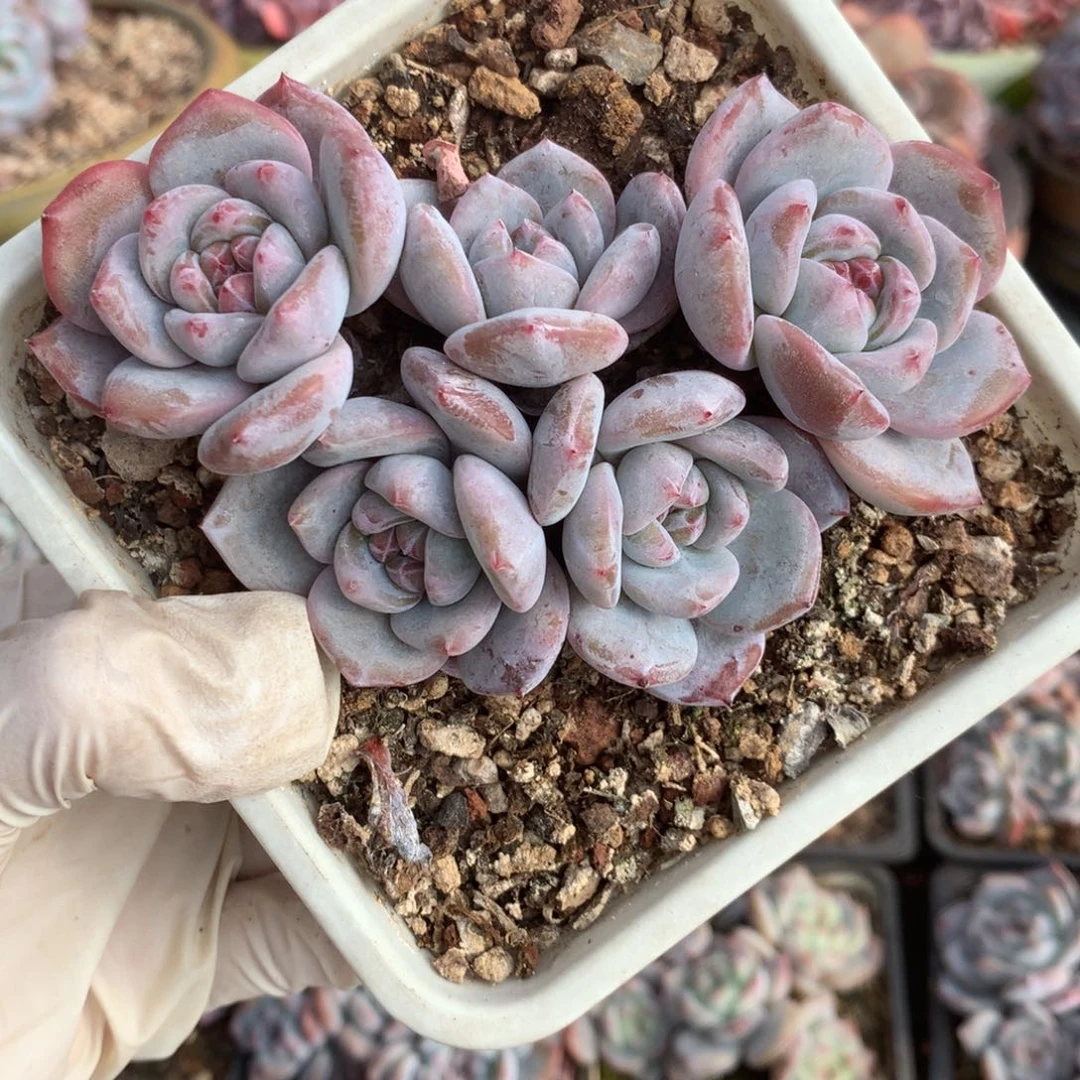 无花朵哈哈哈哈哈哈哈哈哈23