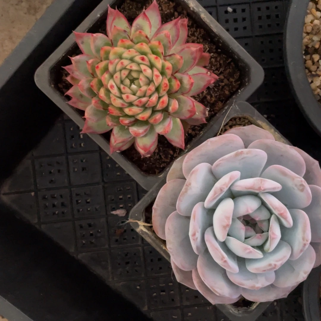 不包整散 盆子不售后2970