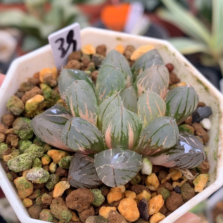 oh玉露锦，带盆发货