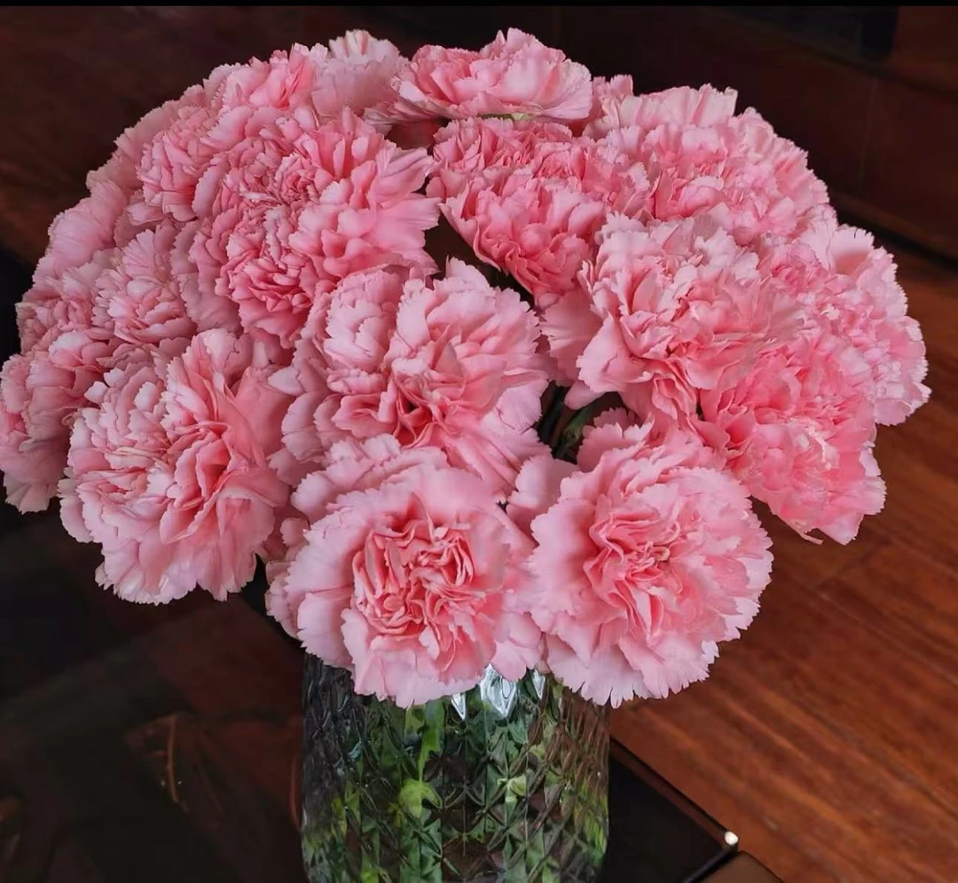 【粉钻康乃馨】云南优选鲜切花昆明基地直发家用插花节日