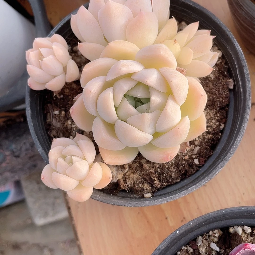 越*0221  羊脂玉  六月六