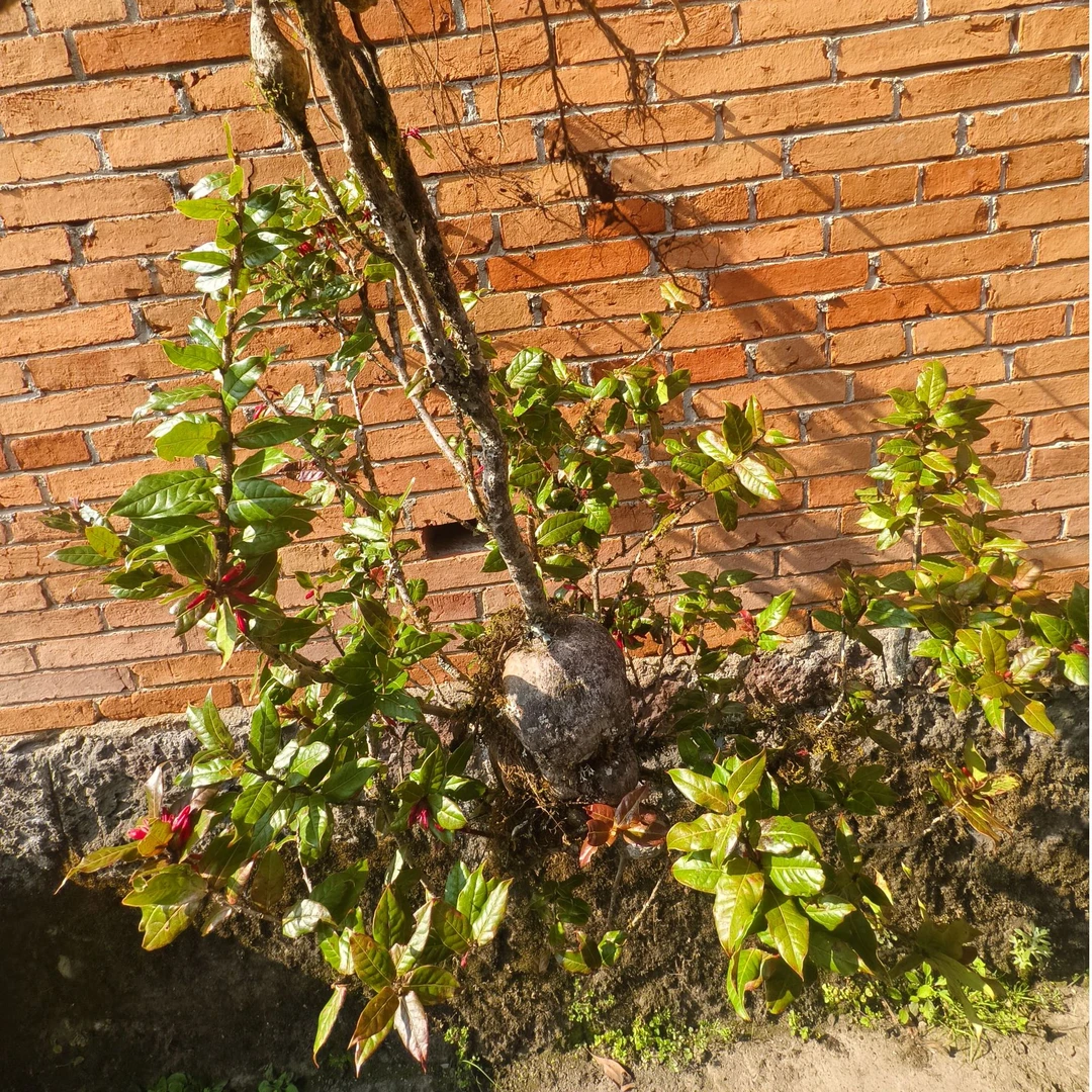 红花大叶树萝卜铞金钟