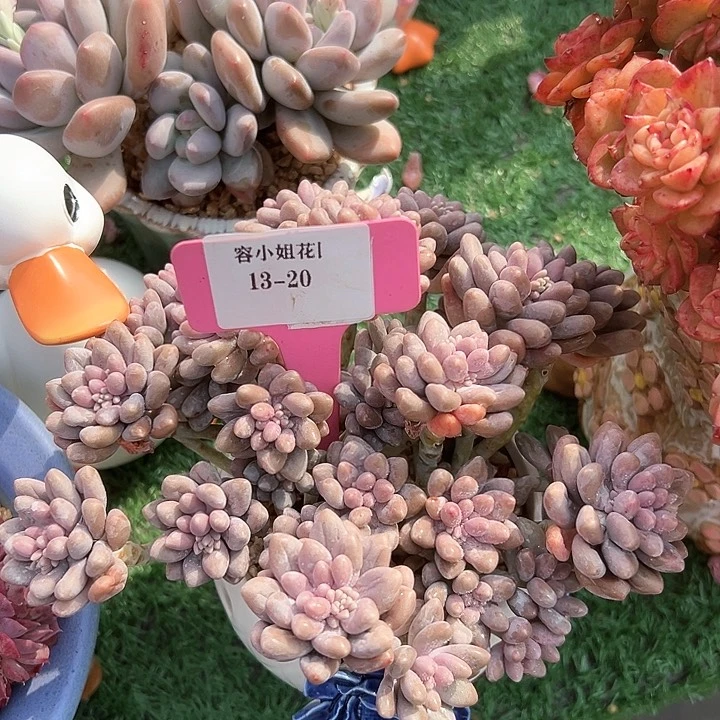 13.20星戴露一个脱土