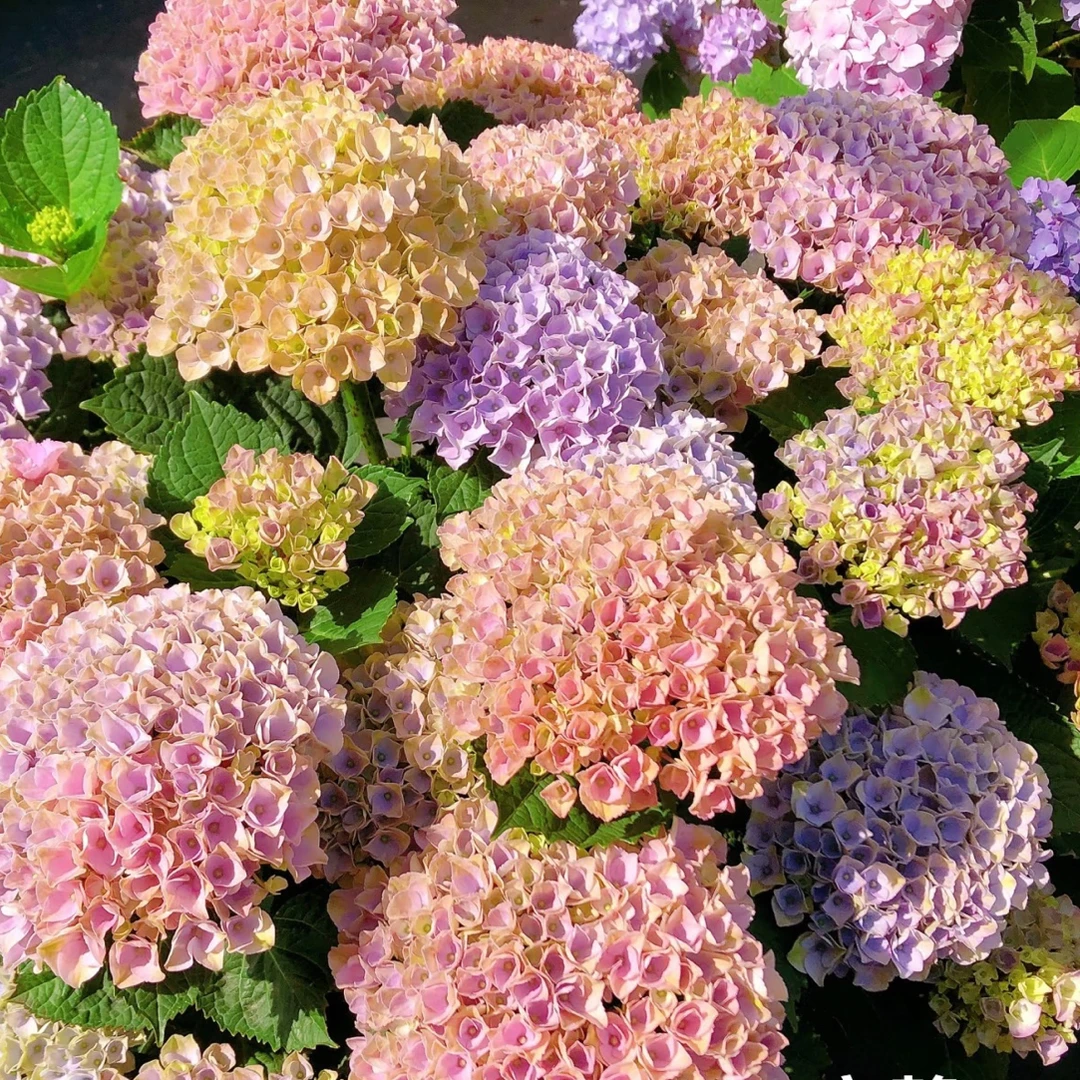 【魔幻革命】绣球花 盆栽带花苞四季开花室内花卉植物