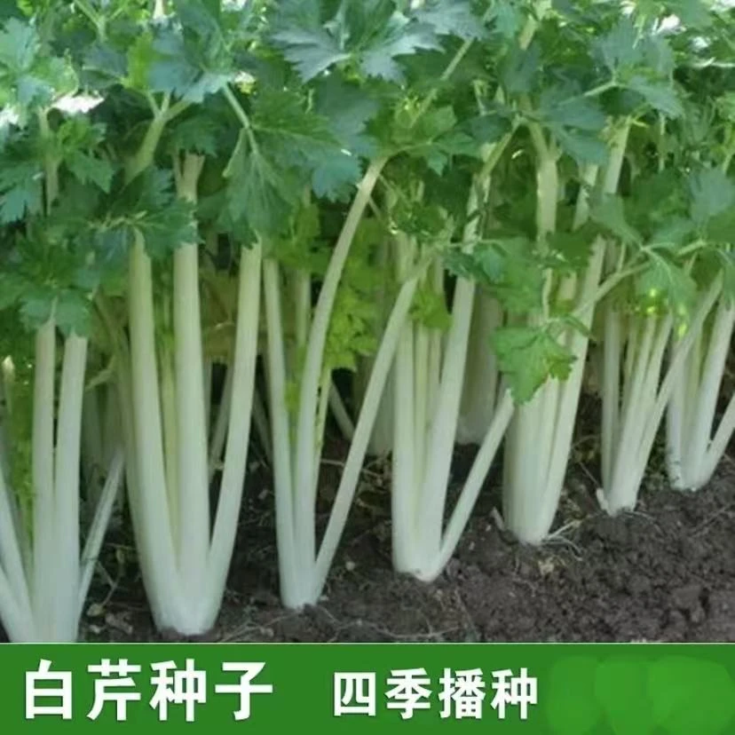 【白玉水果香芹种子】白杆香芹菜种籽白梗芹菜四季南北阳台盆栽种子