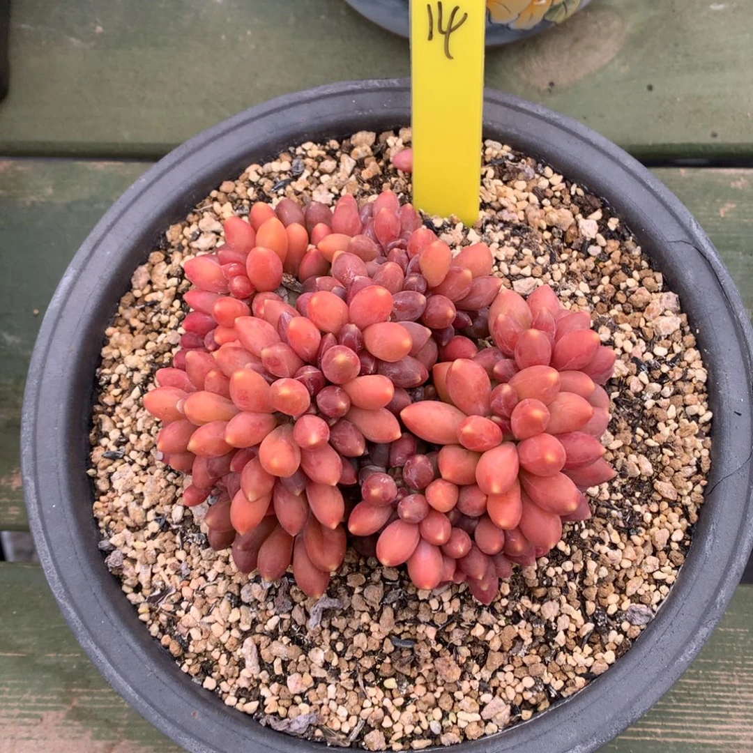 我们家的小姐姐们