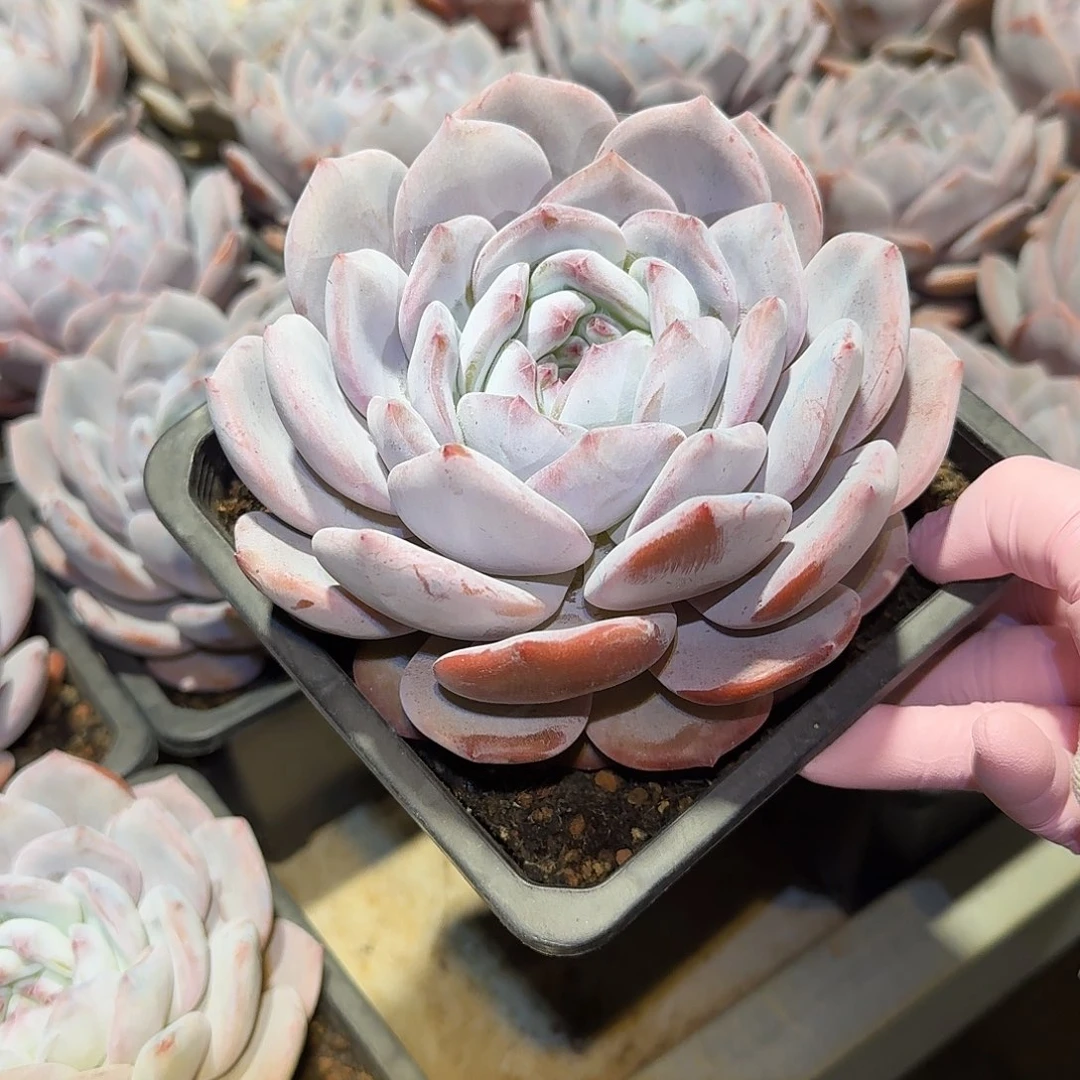 奶盖大单头14公分