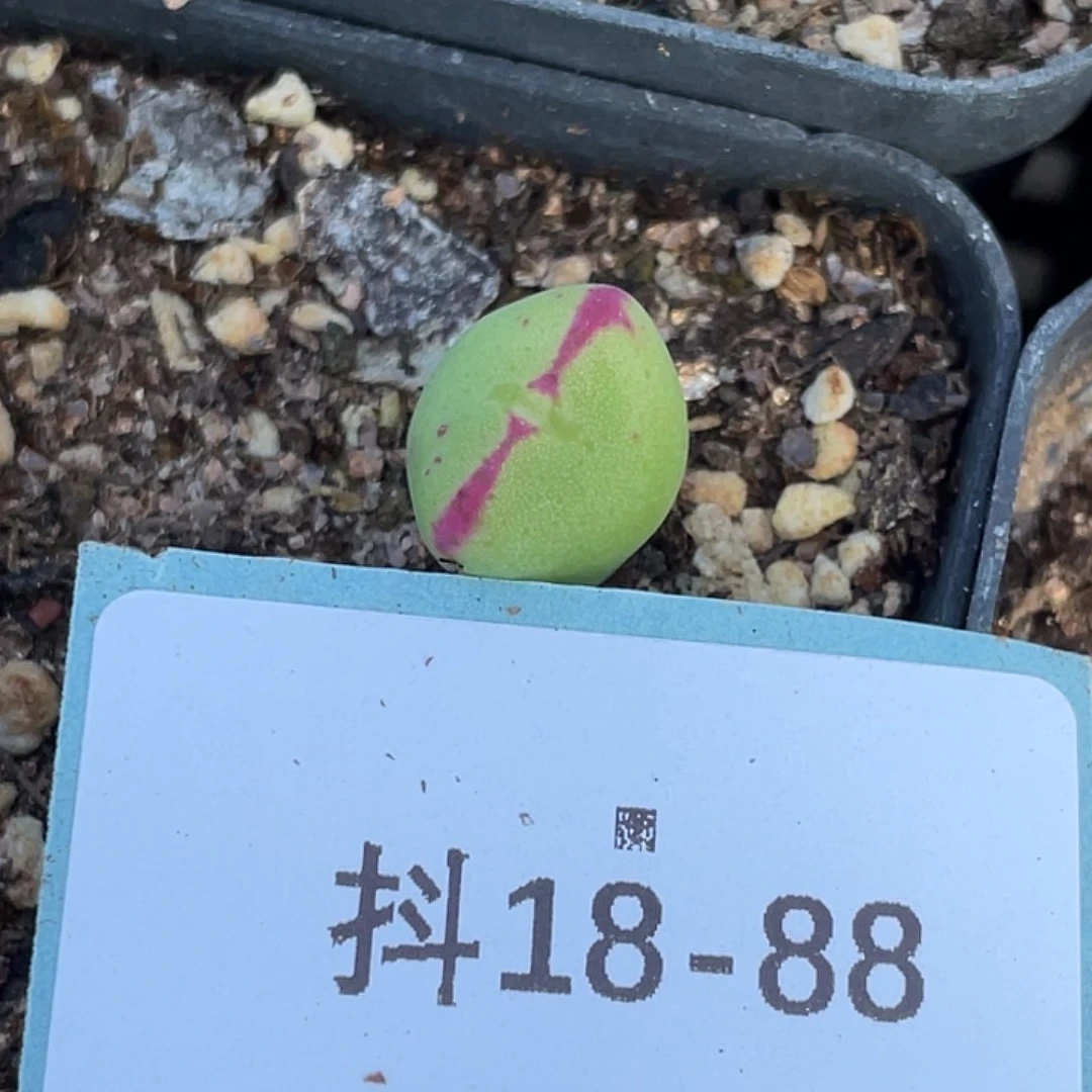 逗*18-88肉锥多肉植物