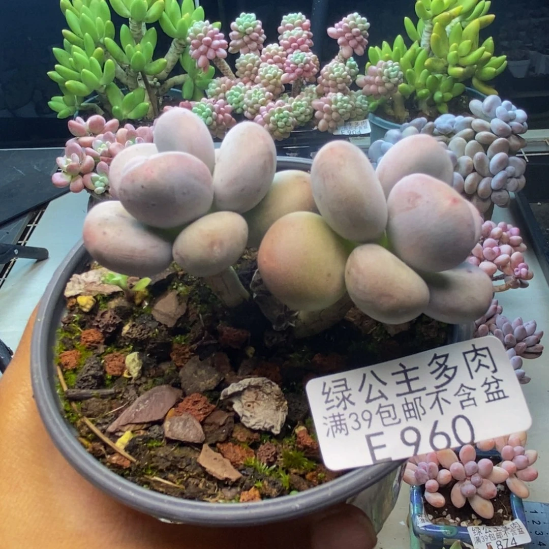 960彩虹奶多肉6cm