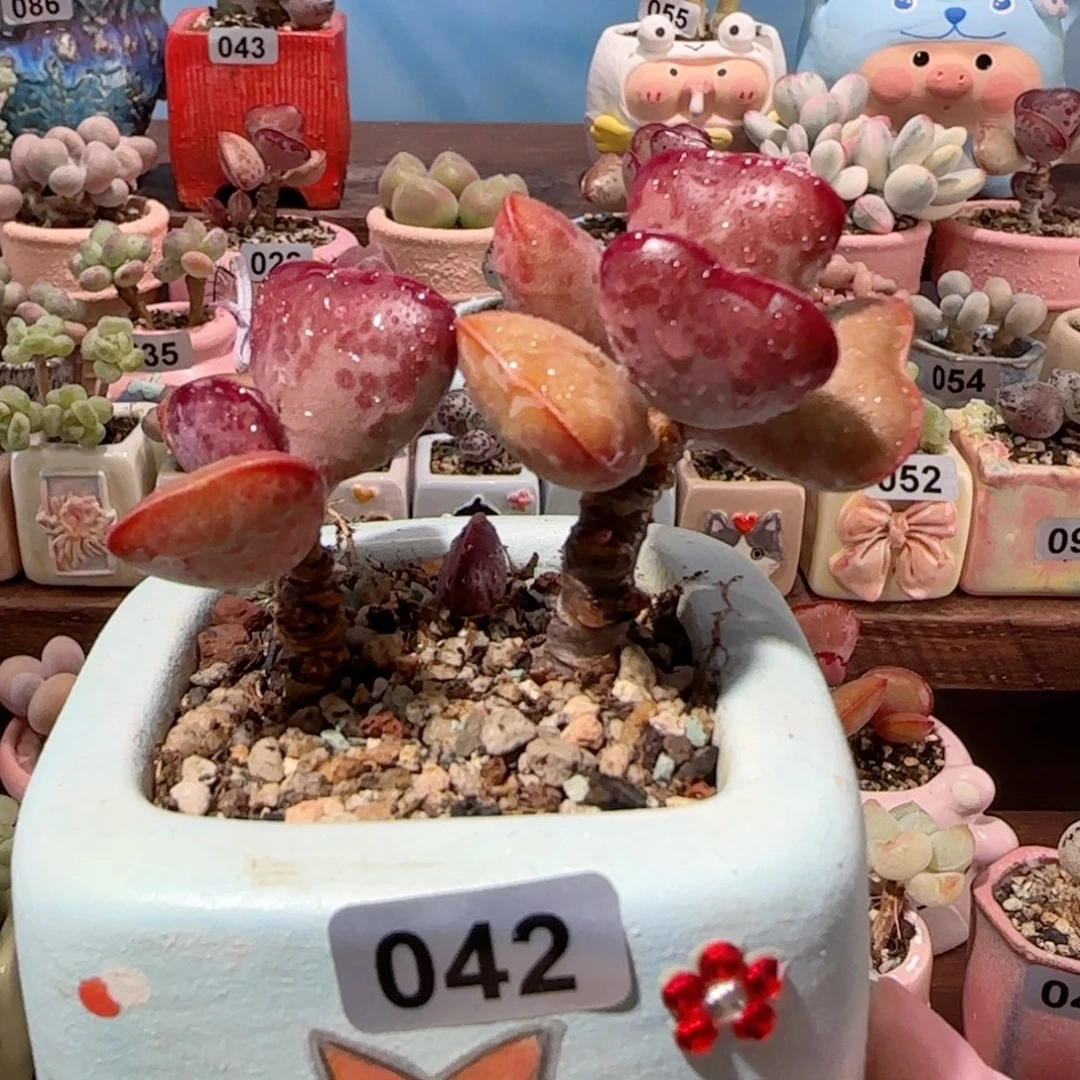 福利老桩爱心 盆口6cm 微瑕