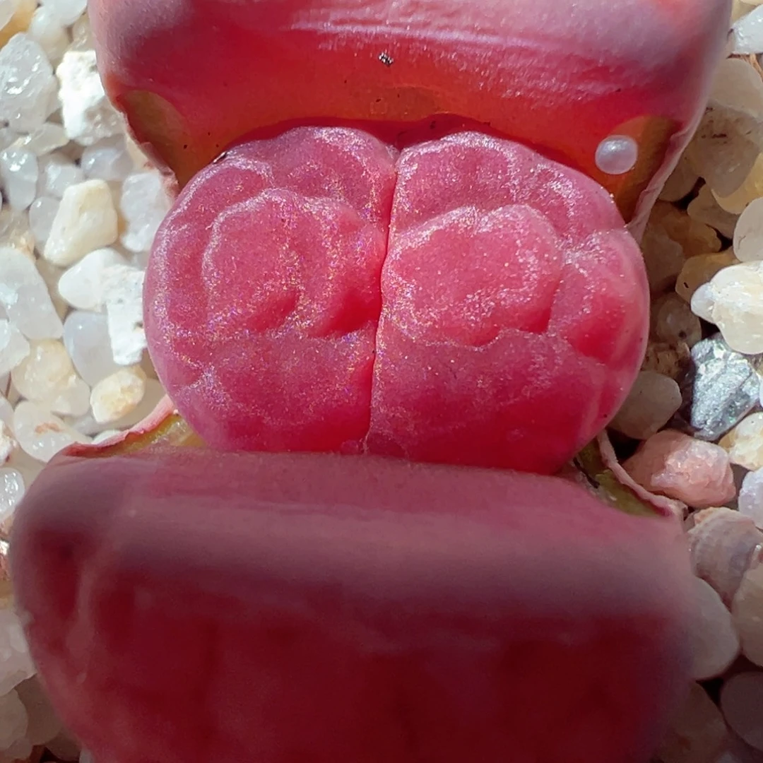 1226-746多肉多肉玫瑰