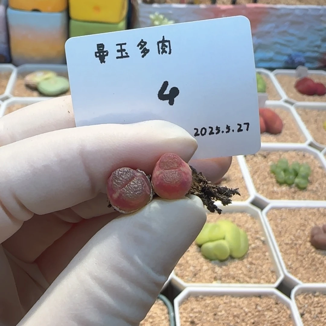 果****狸多肉多肉多肉5.27-004