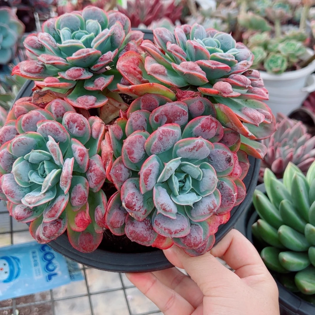雨滴四大头起发老桩