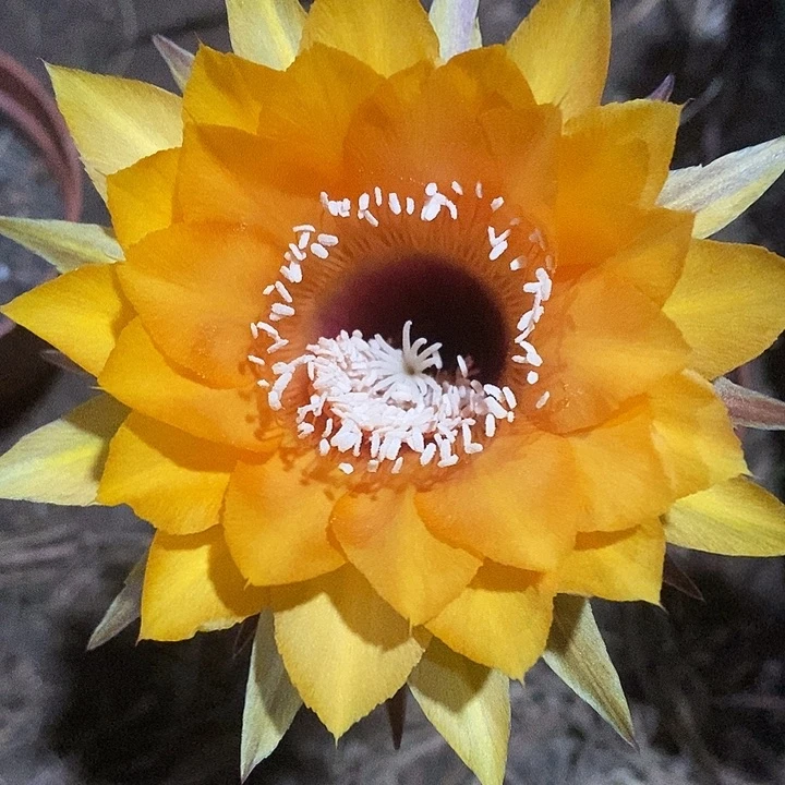 不***的182号摘花脱土发货