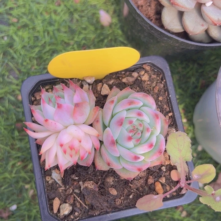 健健康康平平安安