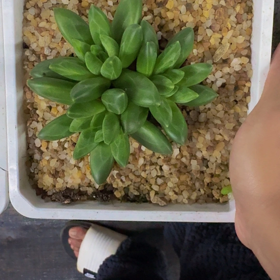 过***去领航员 3头 一物一拍