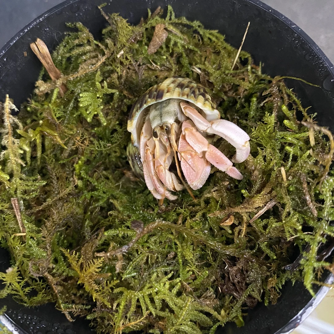 陆生寄居蟹爬宠观赏蟹宠物，直播间选拍一物一拍