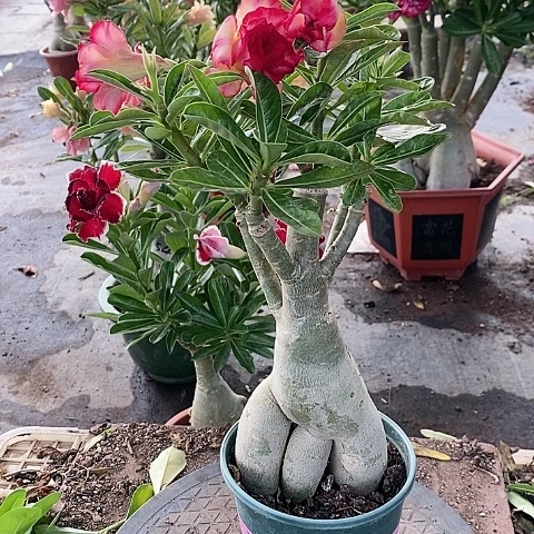 【闪购商品】无花朵西****配
