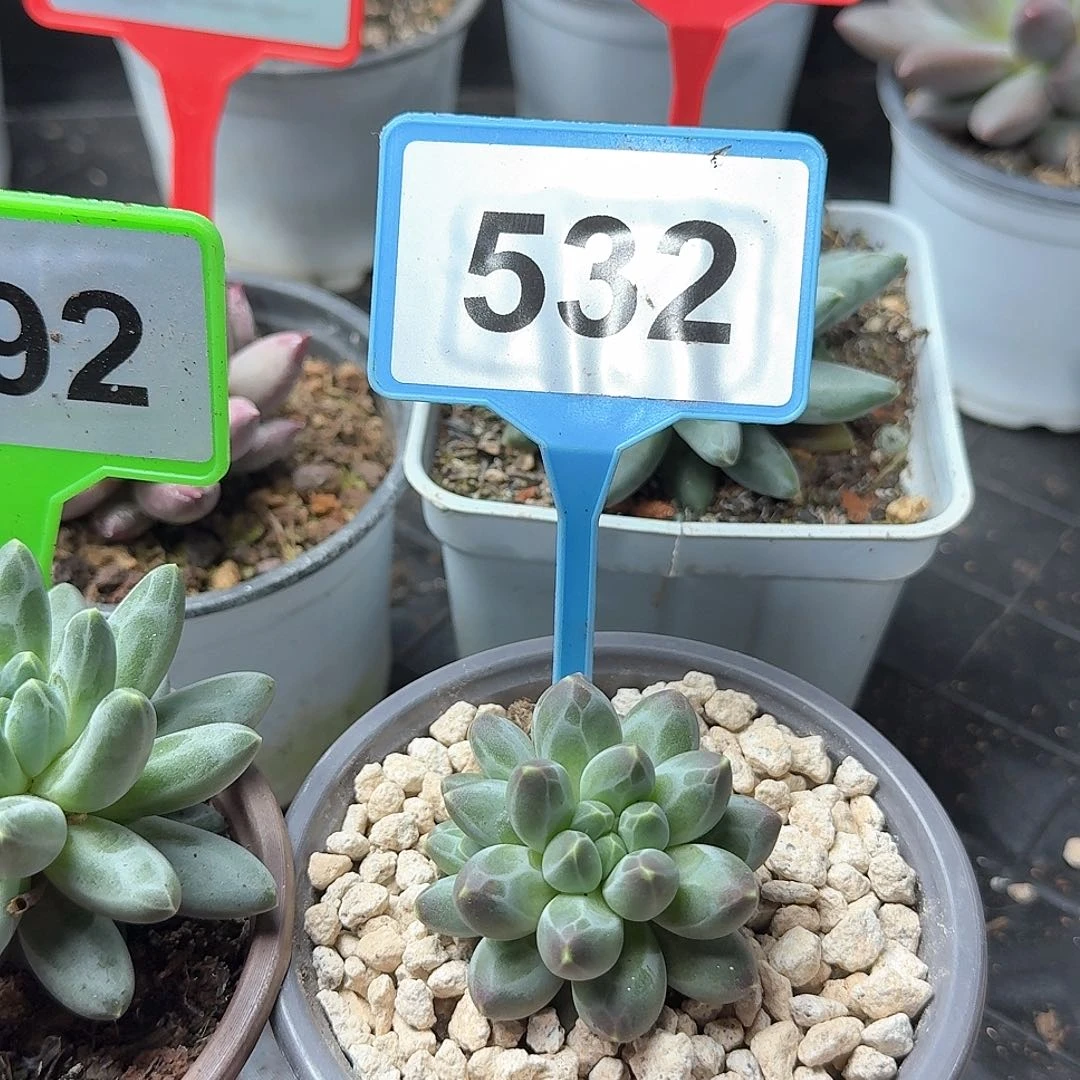 申公豹多肉植物532