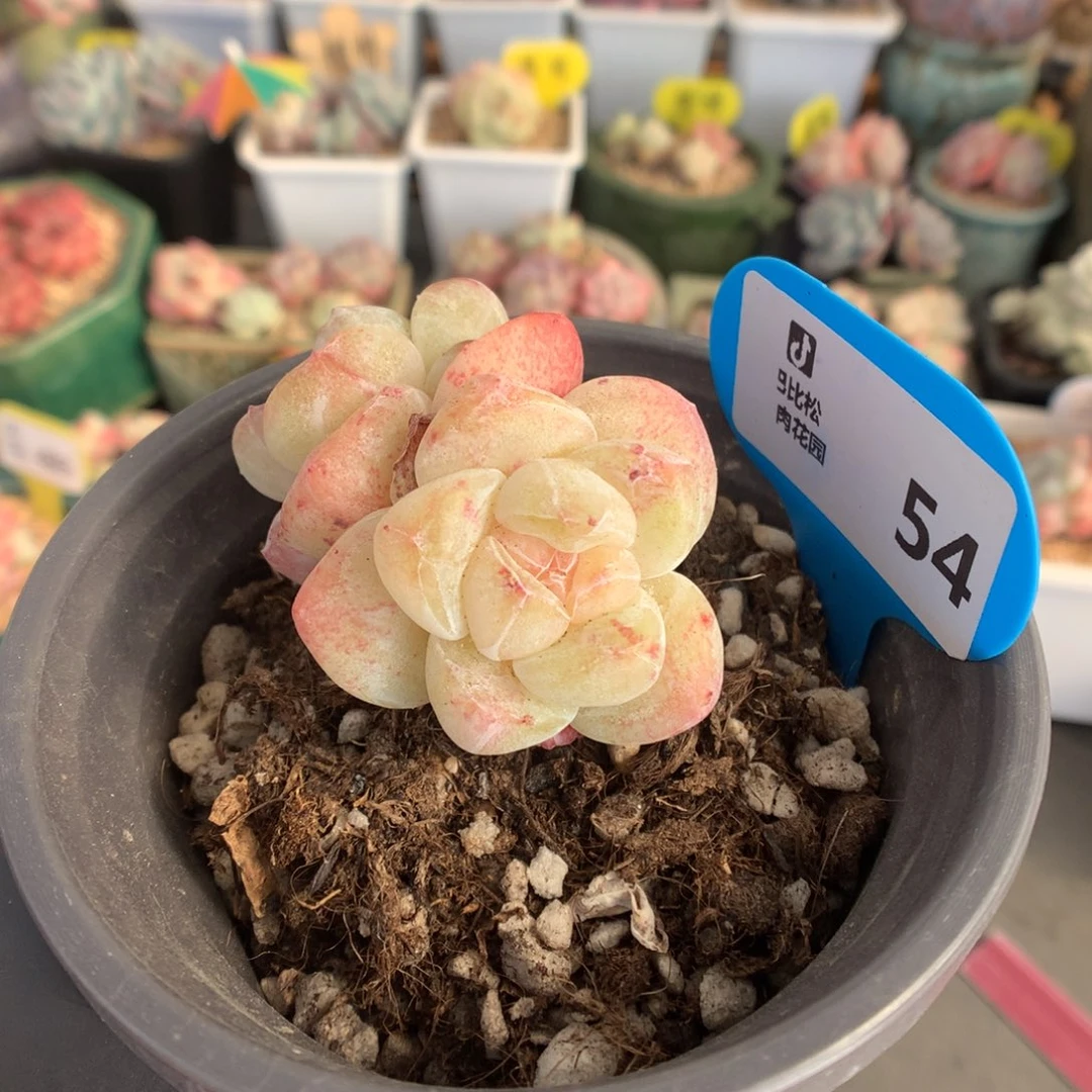 54 特价冰玉多肉多肉