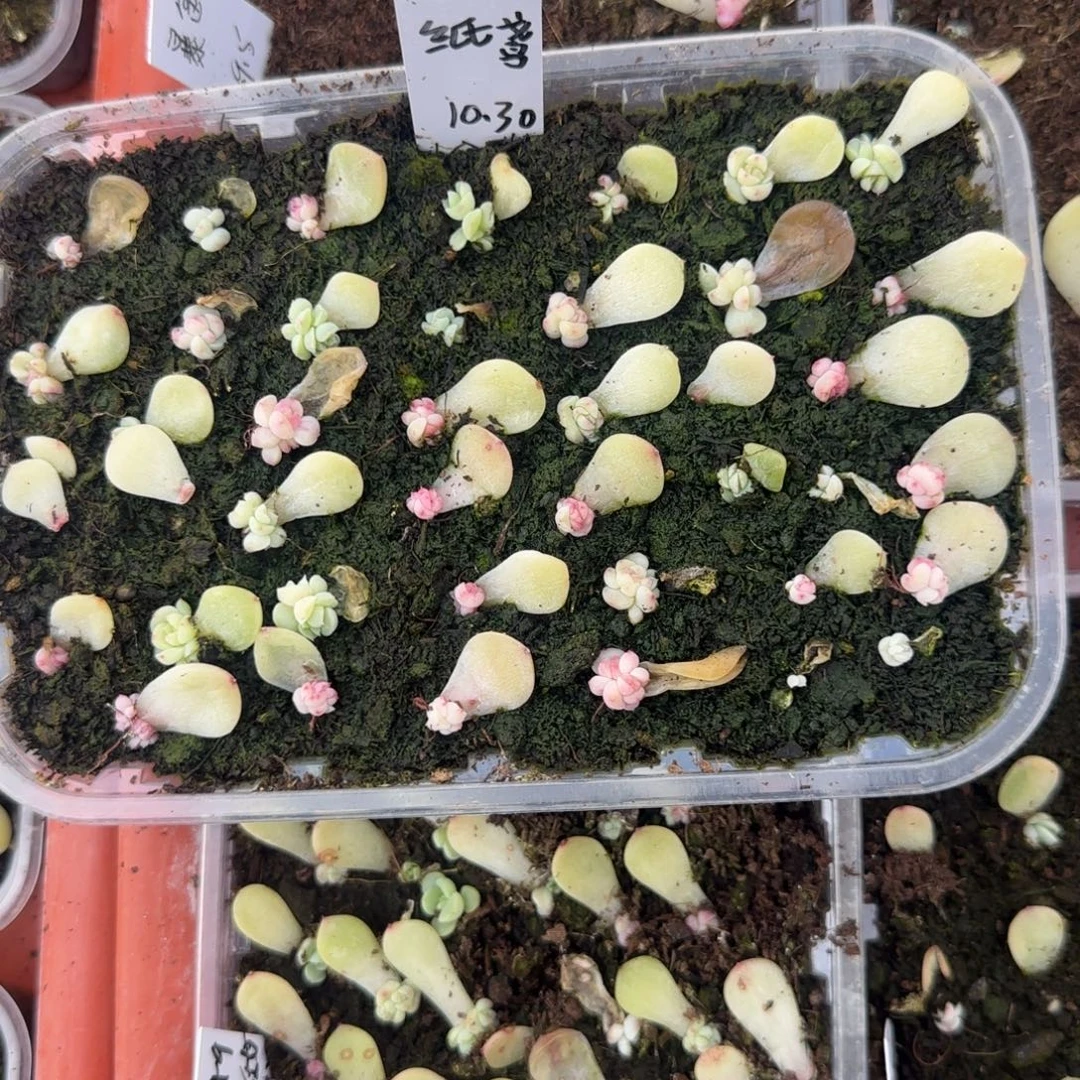 纸鸢 芝麻穴3个满25包邮