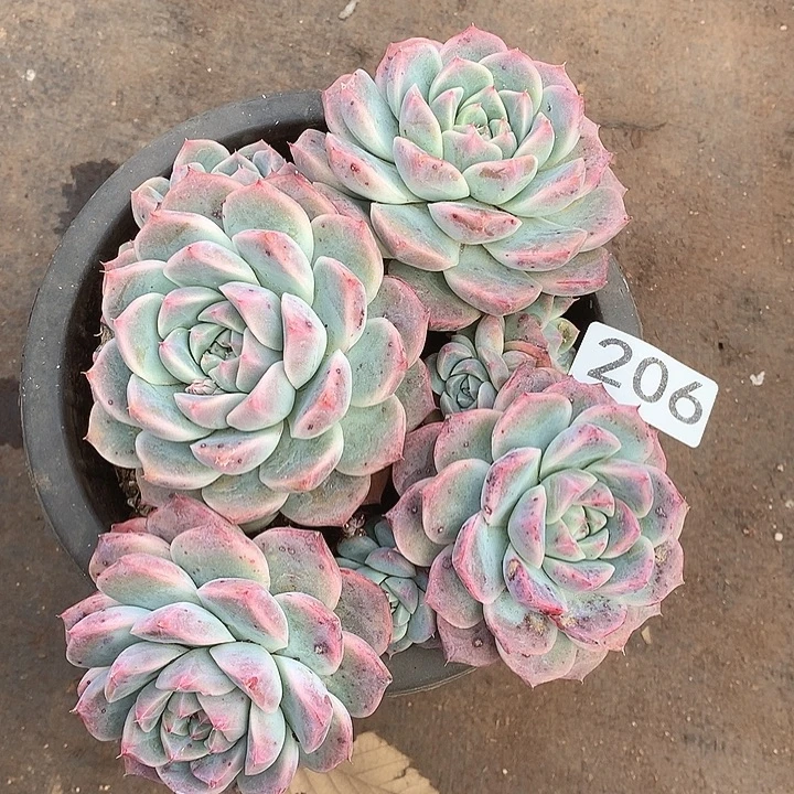 206阿尔巴一物一拍多肉