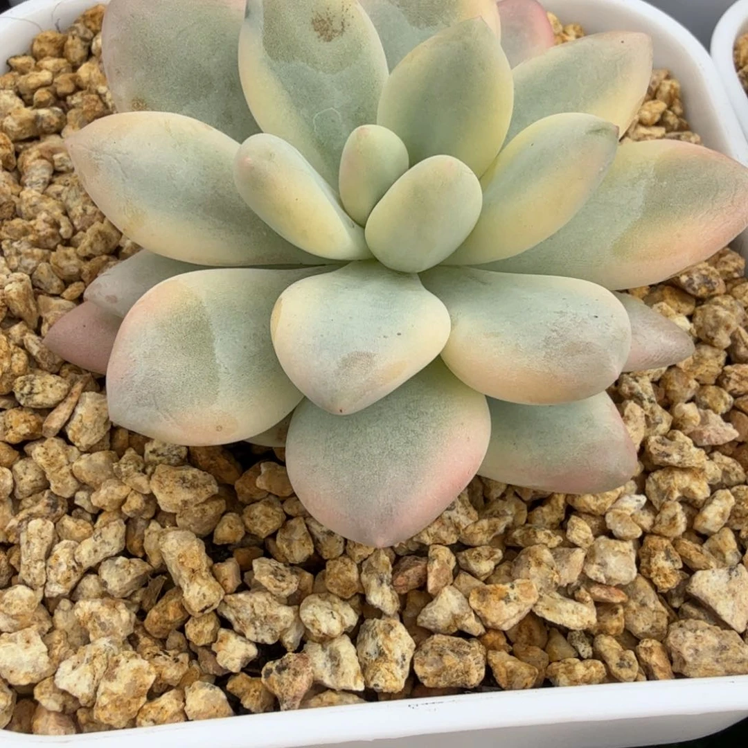 新香水锦多肉锦景天