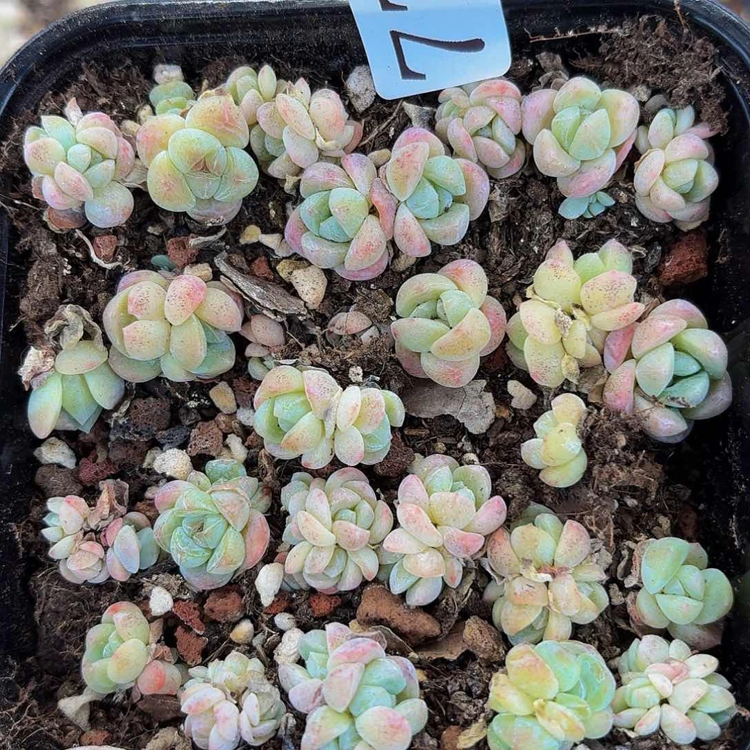 多肉植物多肉植物778