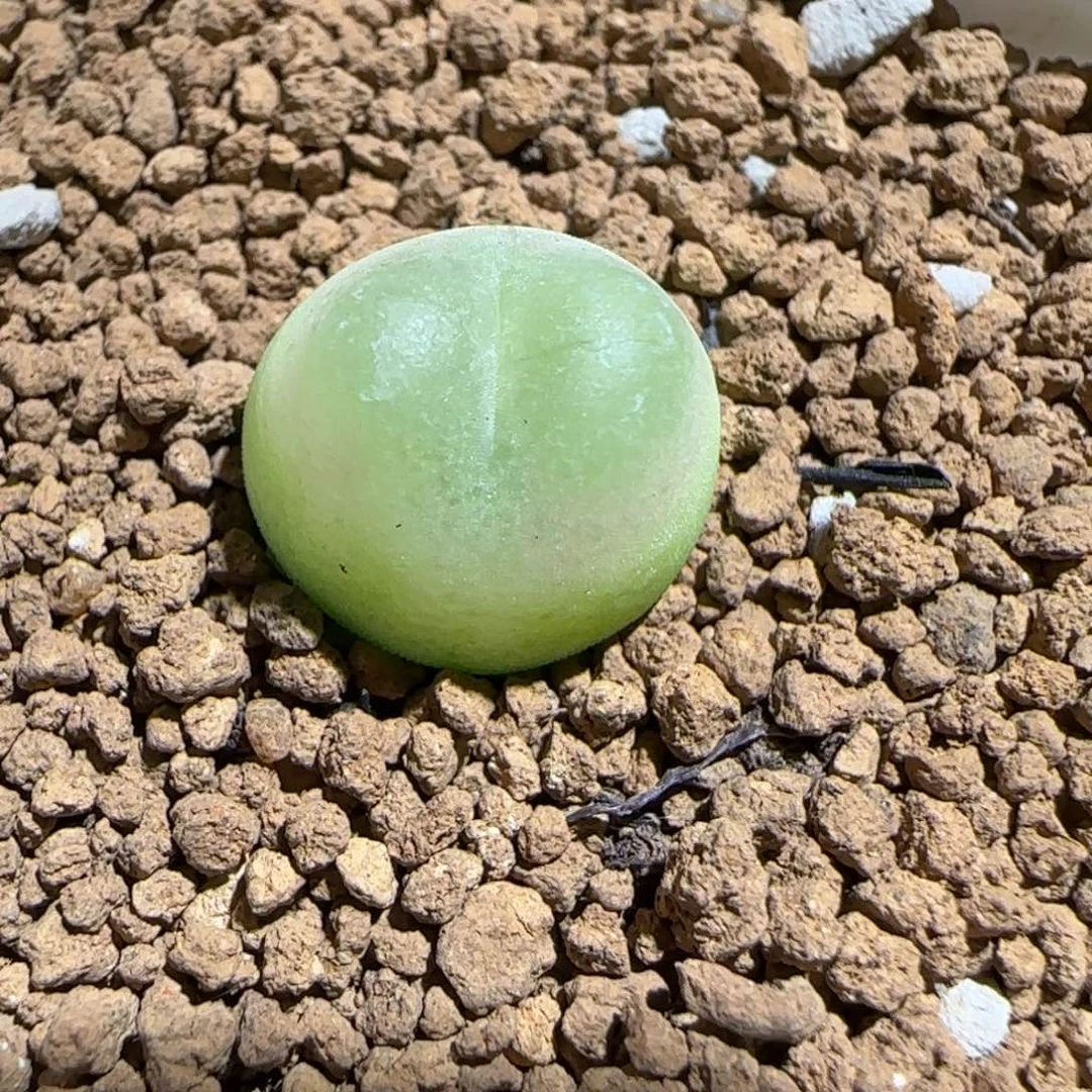 肉锥多肉植物组合-sh1200拉登698