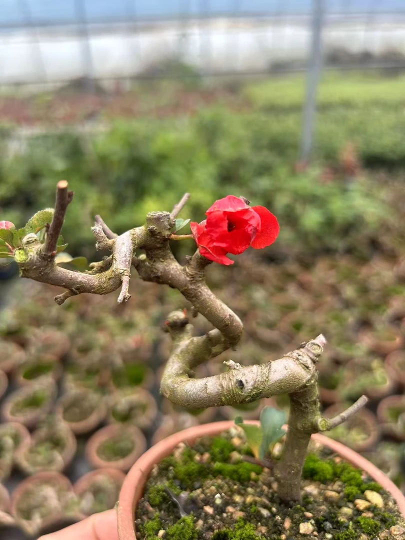 老桩童子功原生八重咲多季节开花