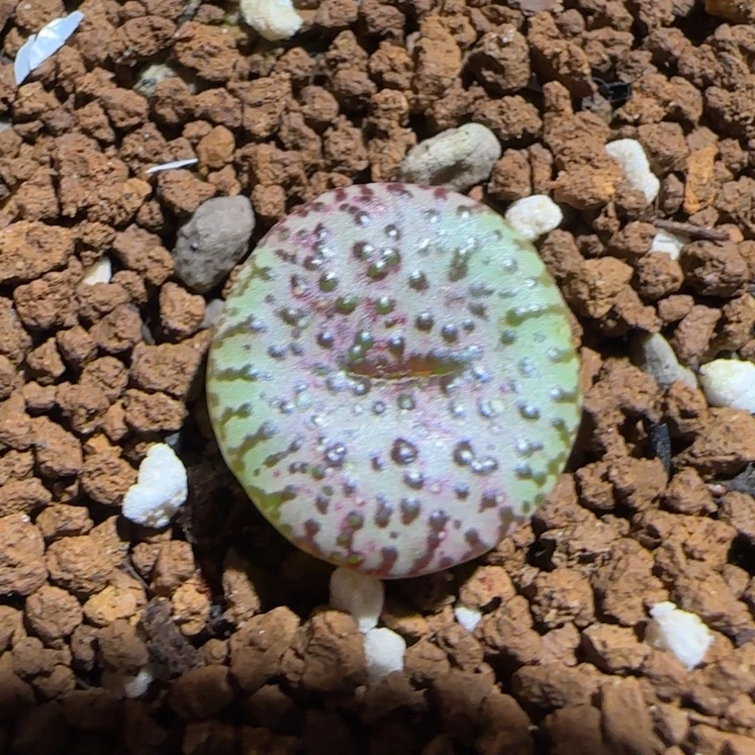 肉锥多肉植物组合-安贞有疤740