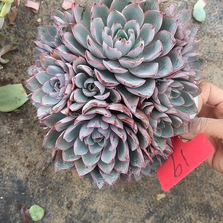 晨语多肉，一物一拍赫拉19