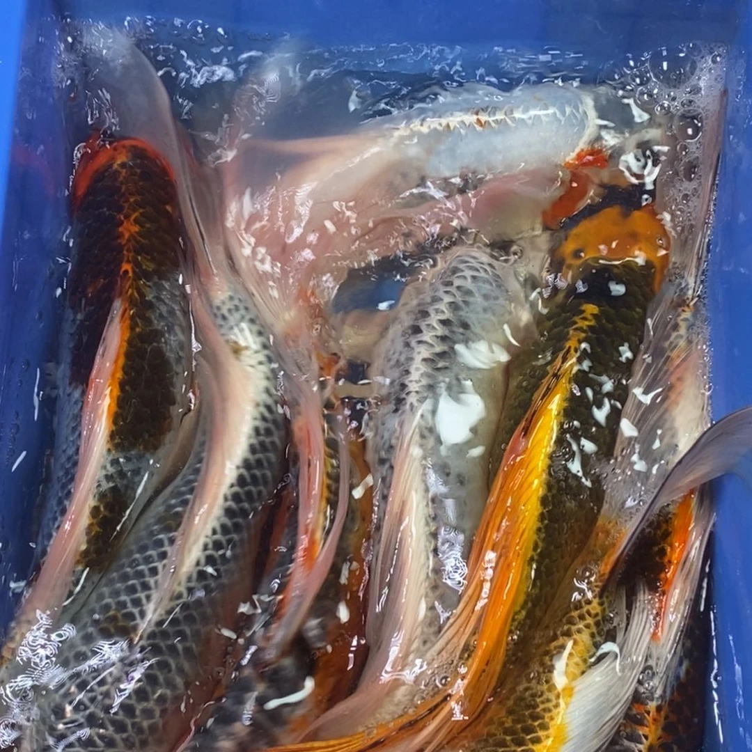 锦鲤冷水锦鲤包邮